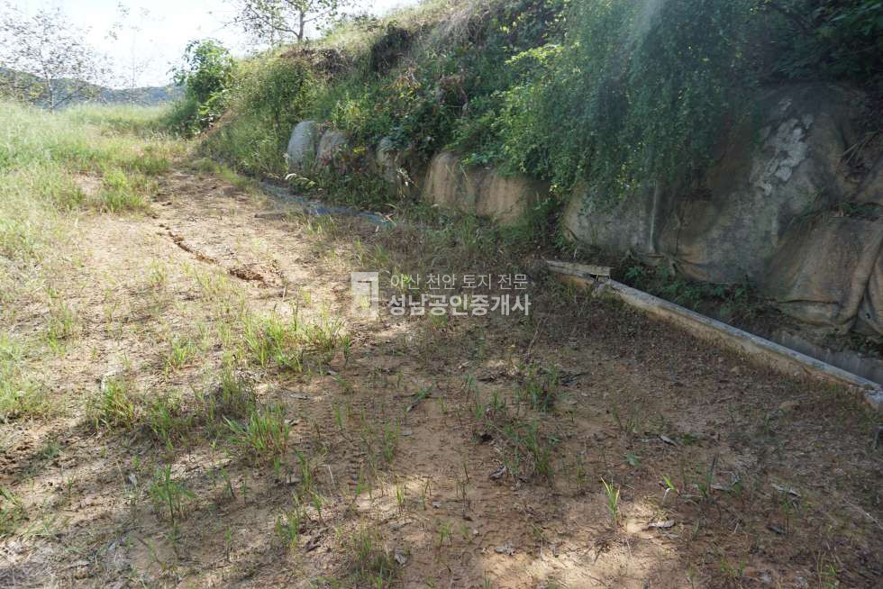 충남 천안동남구 동면 장송리 산17-6 호두나무농장 매매 매매 매물번호 10007 사진 2